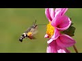 Hummingbird Hawk-Moth - Animal of the Week