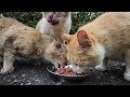 When I bring food to the cats after the long rainy season...　Impressed cat video.