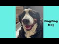Bernedoodle | Funny and Cute dog video compilation in 2022.