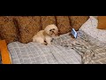 Cute ShihTzu dog Max