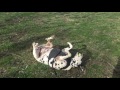 Playing catch with Jake at the Park!