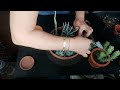 Reconstruct my Succulent garden/ Relaxing  #succulent #cactus #succulentarrangement    Aug. 19, 2022