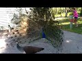 Peacock Displaying