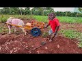 YoYo Jr takes the goat to harvest sweet potatoes and the surprise