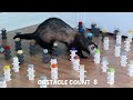 Ferret vs Lego Obstacle Challenge