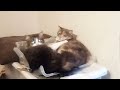 Cats Fighting While They Sleep