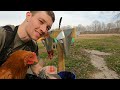 Complete Guide to Raising Meat Chickens