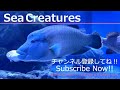 【4K Japan Aquarium】Blue and gold fusilier【Subscribe Now】