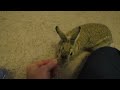 Cadbury the Cottontail Rabbit - 3 Years Old