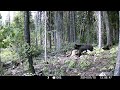 black bear and cubs 2
