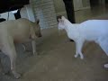 Bull Terrier attacking a cat