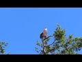 Part 2_Male Harrier hawk dive bombing Bald Eagle