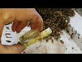Beekeeping Frame Inspection