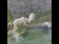 Adorable and happy polar bears