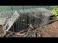 Complete HAVAHART DIY HOW TO GUIDE Animal Trap: Setting, Baiting, Capture, Release: Rodent Squirrel