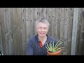 How To Revive And Repot Aloe Vera Plants - Transforming Overgrown Aloe Vera Into Attractive Plants.