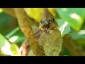 The Surprising Life of a Cardinal | Nature Documentary
