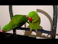 Ringneck Parrot Videos Compilation