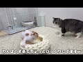 保護した子猫ともち様がついに初めて対面したらまさかのこうなっちゃいました…