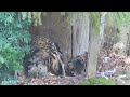 Kasssikakkk Eagle Owl Hanna is feeding her owlet & eating~1:33 p.m. 2024/04/27