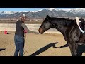 I bought him anyway ~ OUTLAW auction HORSE Transformation ❤️ Pete's Story ❤️