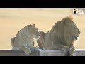 Rescued Circus Lions Touch Grass For The First Time | The Dodo Comeback Kids