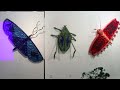 Exotic Insects of the Atlantic Forest (Mata Atlântica) Brazil