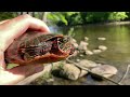 Life of the Painted Turtle