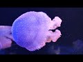 Relaxing Jellyfish Dance in Stunning 4K with Calming Music