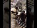 A ménage a trios of cats too funny and cute kittens