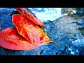Autumn Serenade: Enchanting Leaves of Relaxation || 1 HOUR || Blissful Tones