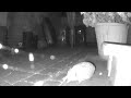 hedgehog caught farting on camera!