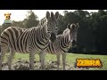 Happy Animals Moments - Horse, Pig, Cat, Butterfly, Zebra ,Bear - Animal Video