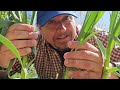 Garlic Spacing Explained - Garden Quickie Episode 193