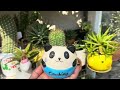 Succulent Plant in Animal Planter Pots