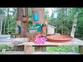 Red squirrels and birds on the feeders | Relaxing Video | Cat TV 🐿️🐿️🌰🩵