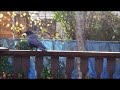 Billy The Crow - Documentary