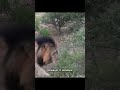 The Reason Why Lions Don't Attack Humans On Safari Vehicle