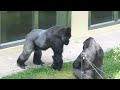 Silverback is happy to reconcile with his son.｜Shabani Group
