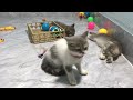 Try Not To Laugh Challenge🥰Funny and Cute CAT Videos Compilation 2024😹🐕Part 17