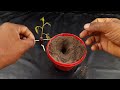 How to Grow Lychee Plants From Seeds With Use Aloevera In Water / plants from seeds germination