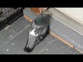 Pecker The Pigeon (2014) Clip 1