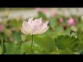 Beautiful Relaxing Music | Heal Stress, Anxiety and Depression | Peaceful Music | Healing Music