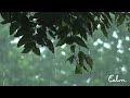 Rainstorm Sounds for Relaxing, Focus or Deep Sleep | Nature White Noise | 8 Hour Video