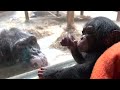 Zoo Knoxville's newest chimpanzee is thriving