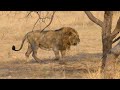 Shocking Lion Fights in Gir Forest #wildlife #girforest #asiaticlion #lions