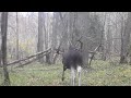 Step Into the Wild: Trail Camera Footage in the Woods of 2023!