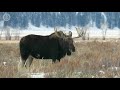 Moose - Grand Teton National Park