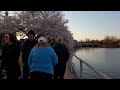 Washington DC Cherry Blossom 2024 Virtual Tour 🌸 4K Narrated