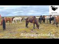 Horseback Riding Sample !  🇮🇸  🐴 #iceland #horses